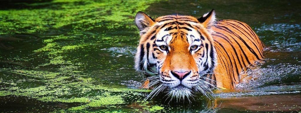 tiger in parambikulam tiger reserve, Kerala