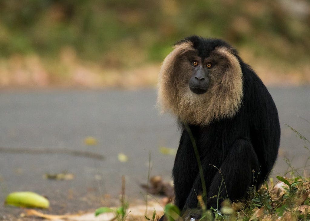 Lion-tailed Macaque in Wayanad Wildlife Sanctuary