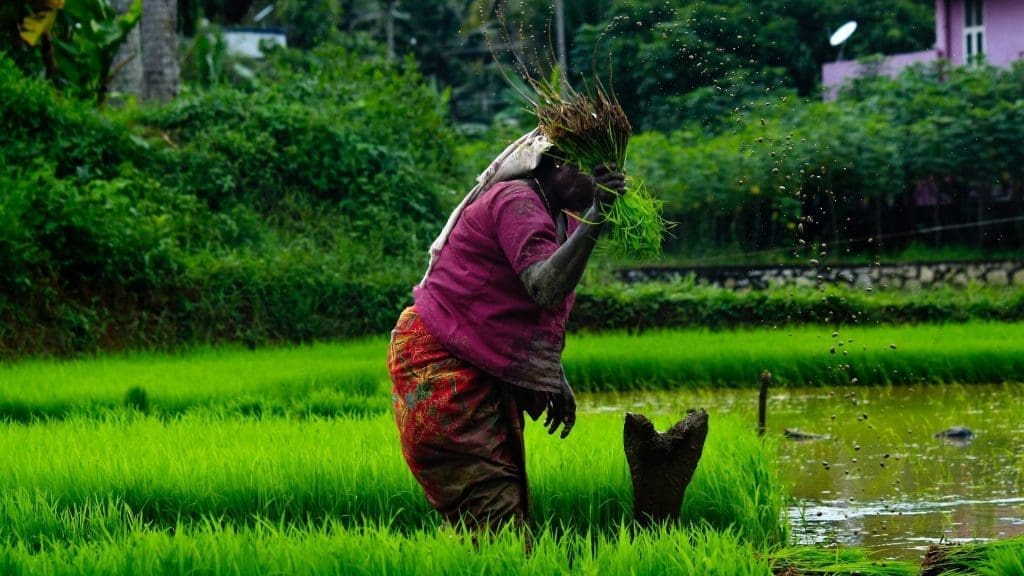 kerala-country-side