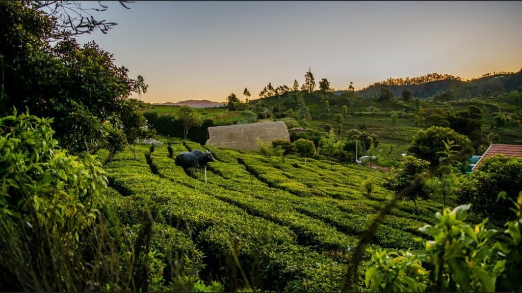 bangalore-a-ooty