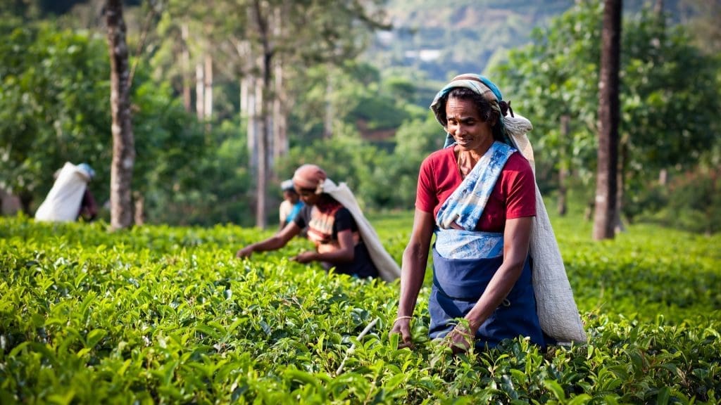 munnar-tea-gardens