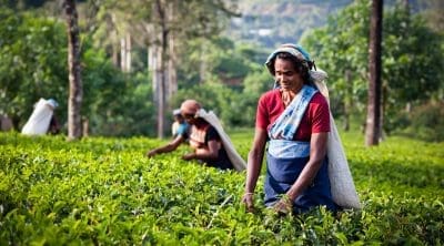 munnar-tea-gardens