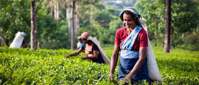 munnar-tea-gardens