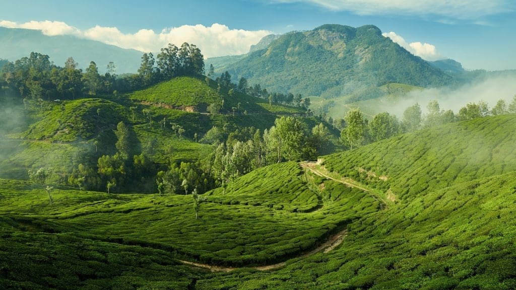 Una plantación de té en Munnar, Kerala, India