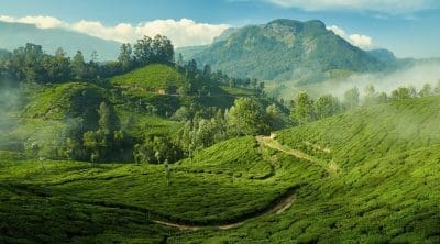 Tea plantation in Munnar, Kerala, India.