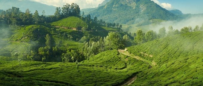 Tea plantation in Munnar, Kerala, India.