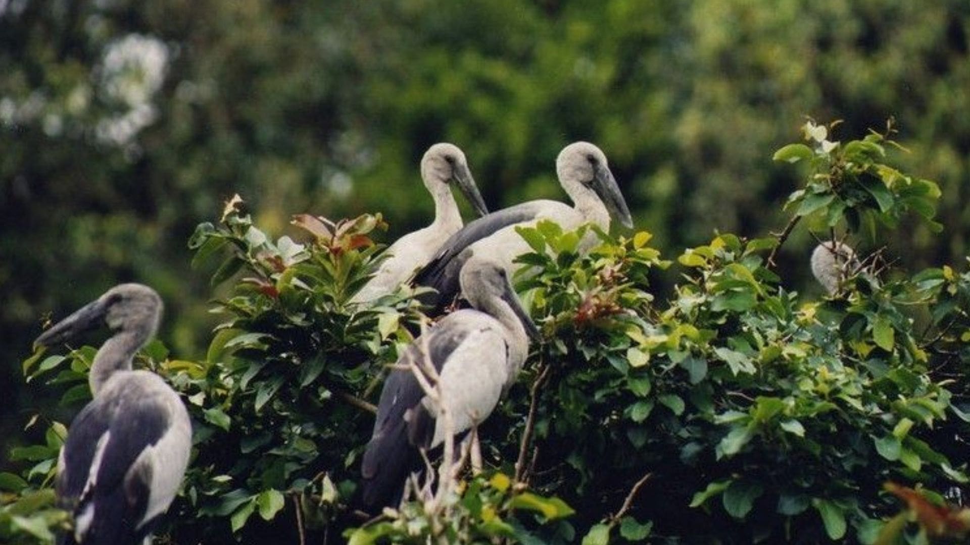 bandipur-national-park