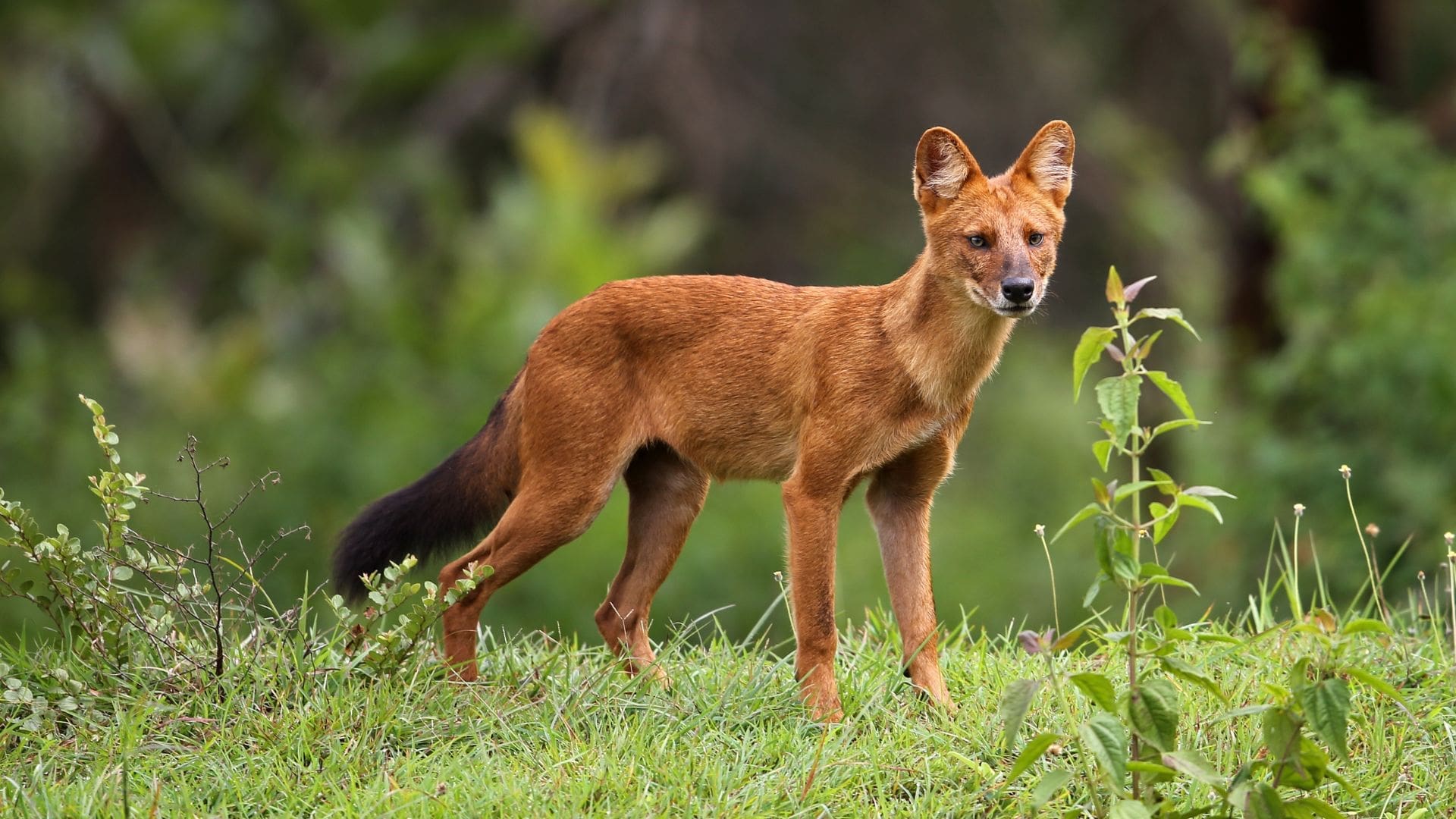 dholes-den