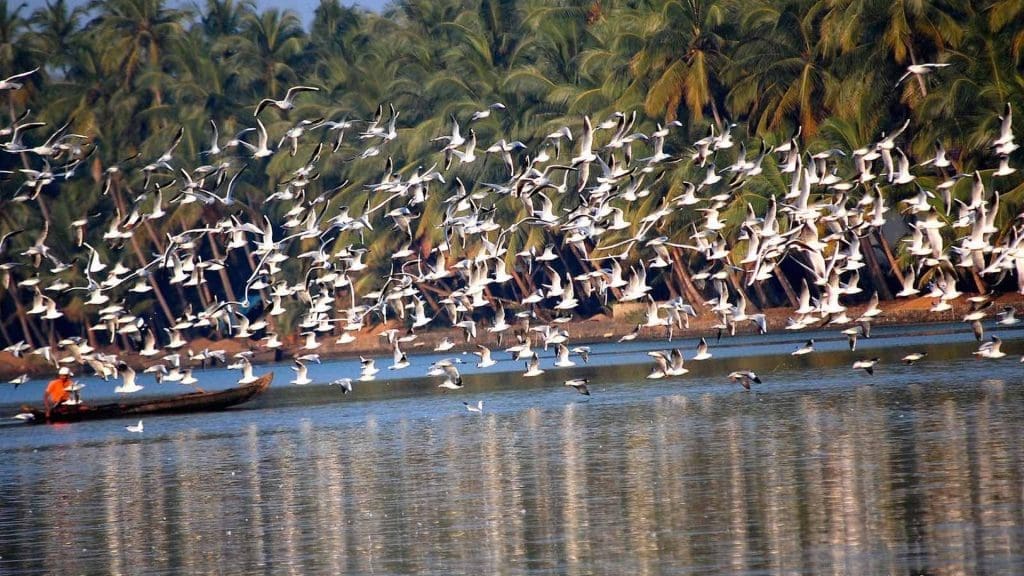 kadalundi-bird-sanctuary-kozhikode