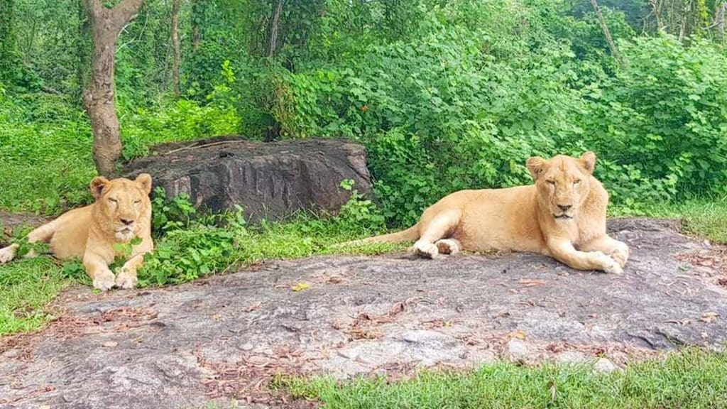 neyyar-wildlife-sanctuary-trivandrum-neyyar