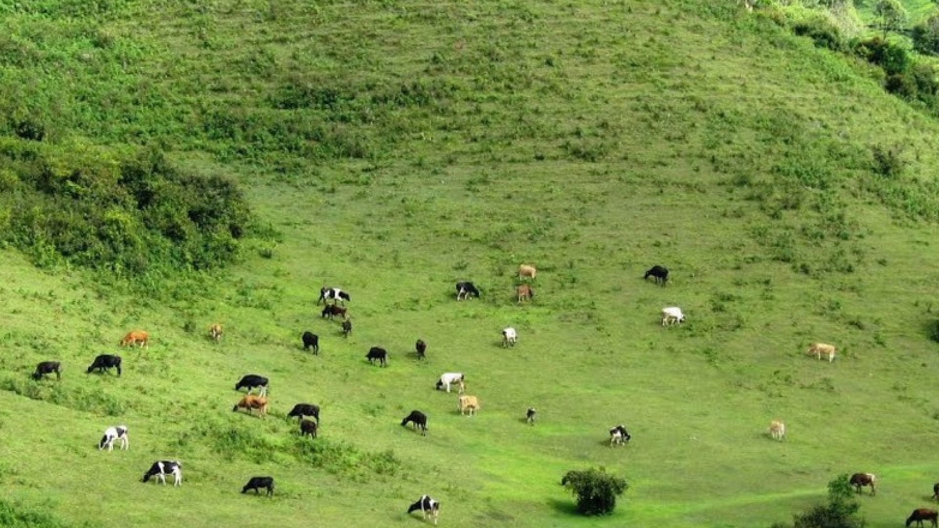 swiss-dairy-farm-near-munnar.