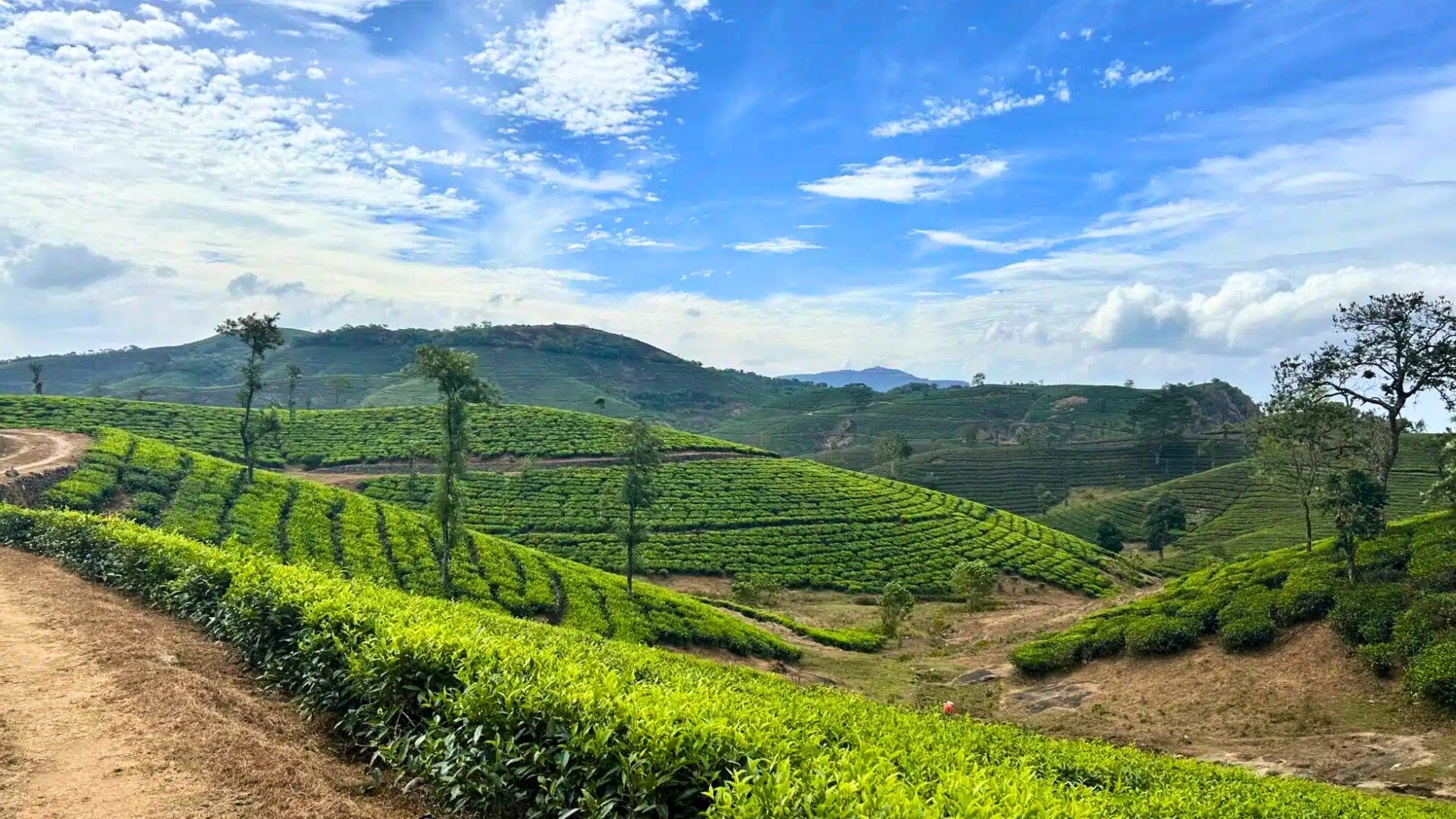 tea-plantations-in-vagamon