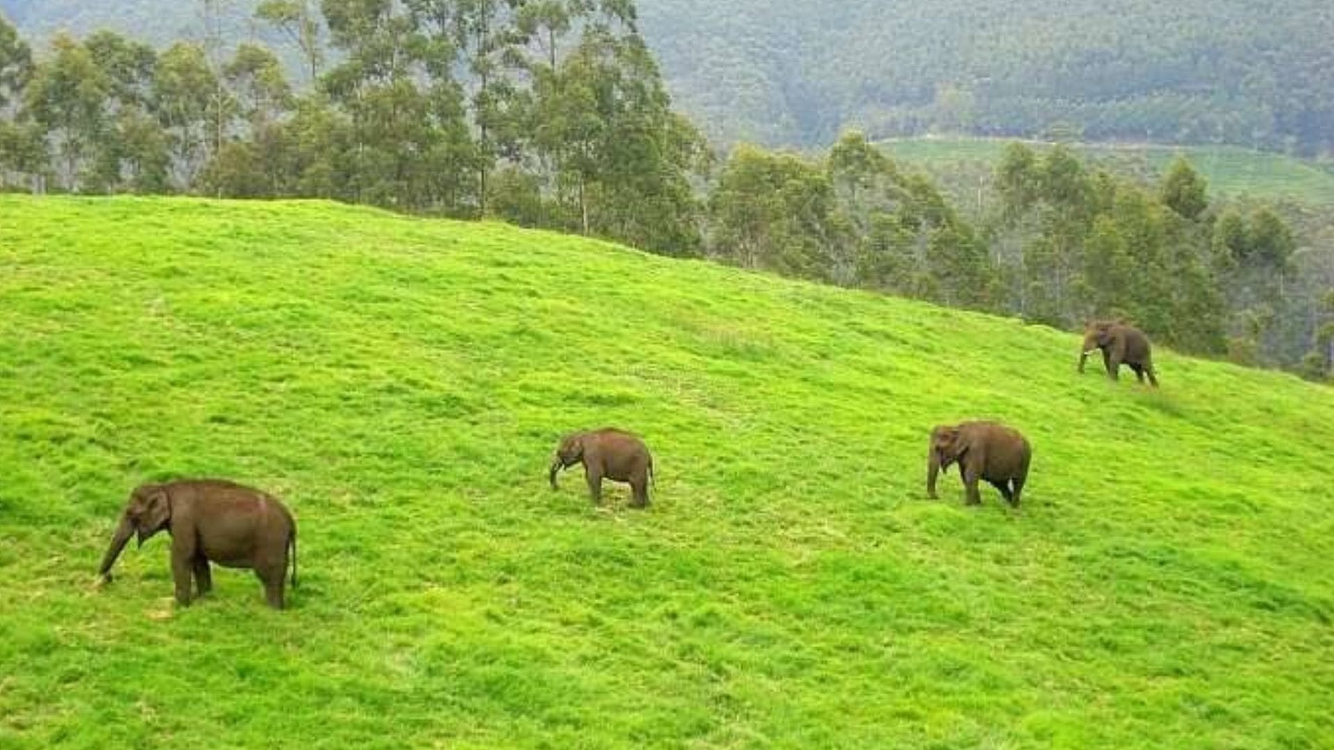 ulipooni-wildlife-sanctuary-vagamon