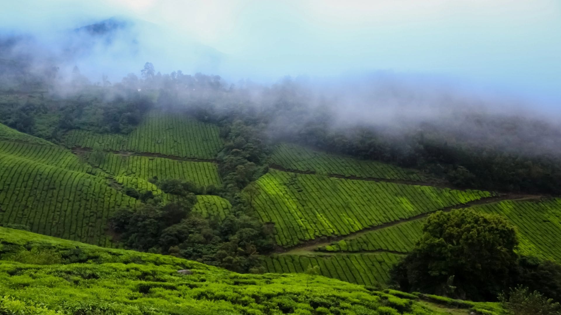 munnar-lushgreenary