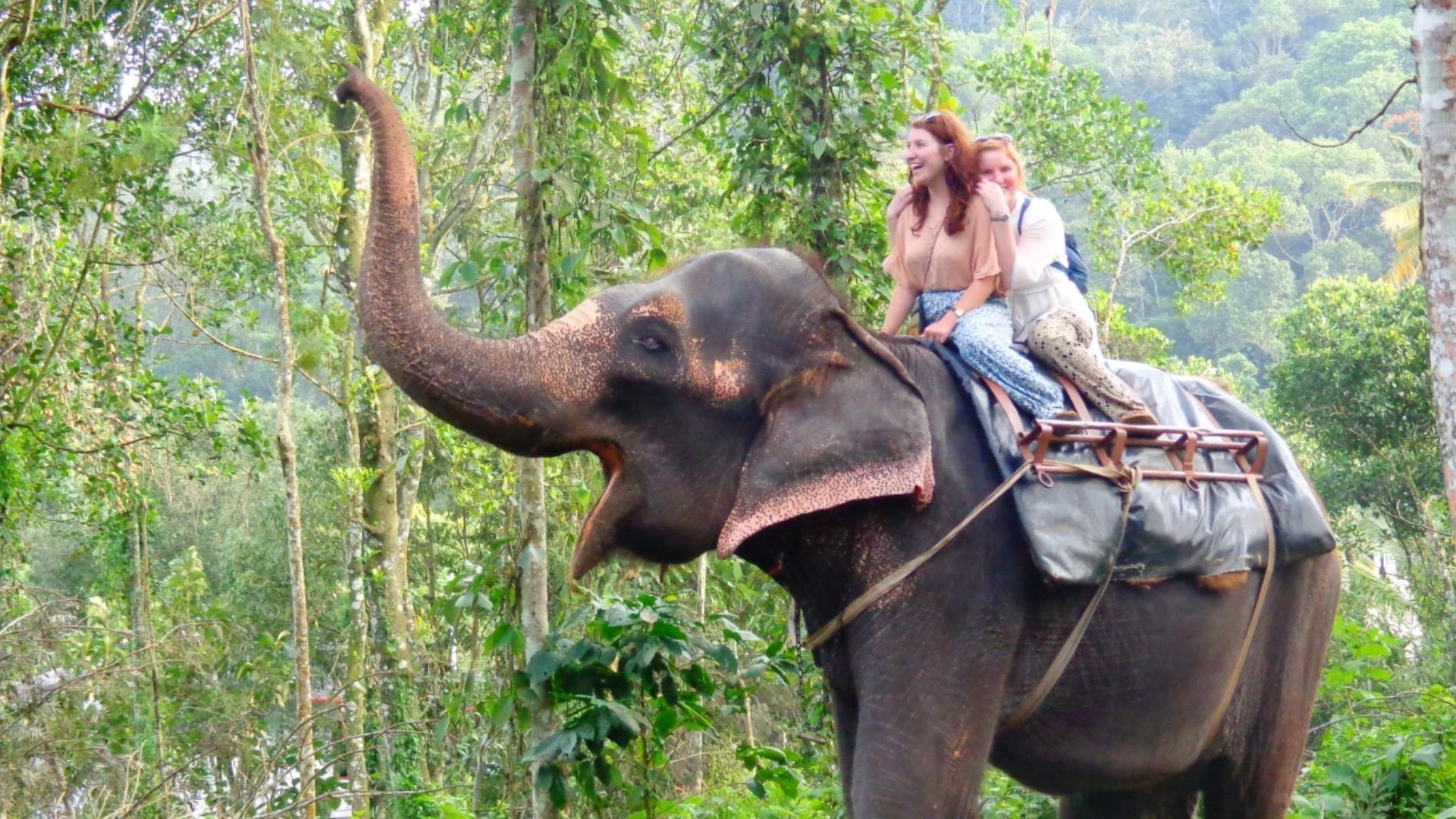Elephant-ride-munnar