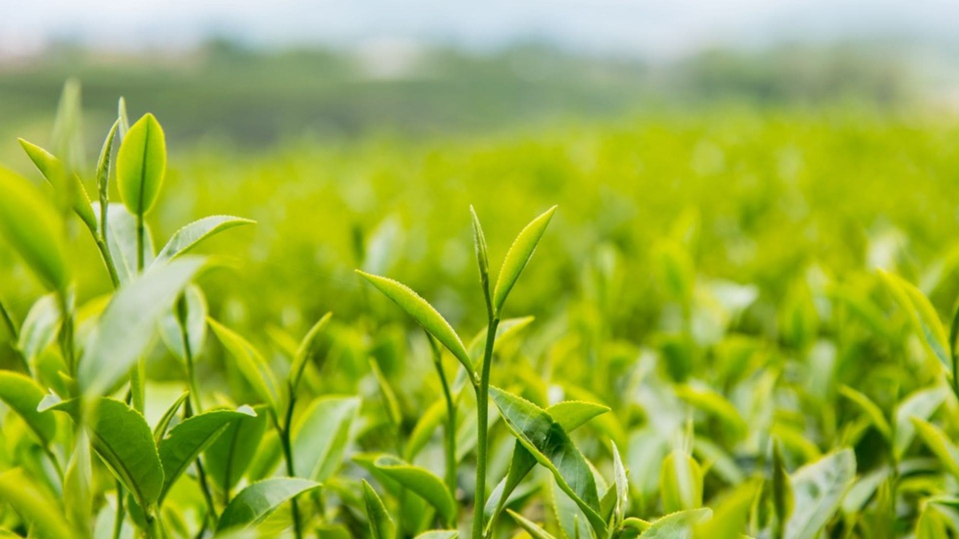 coffee-estates-in-wayanad