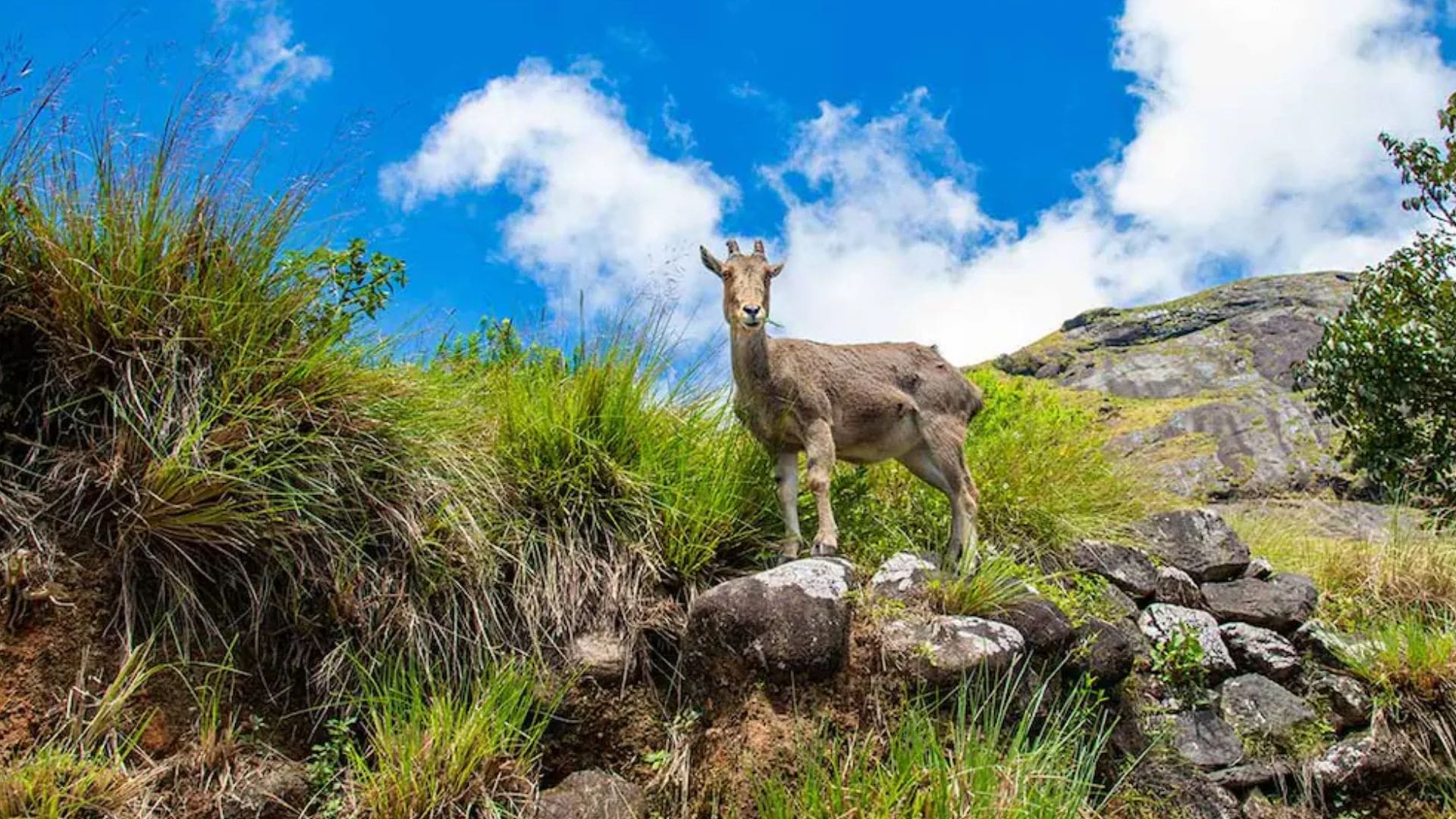 eravikulam-national-park