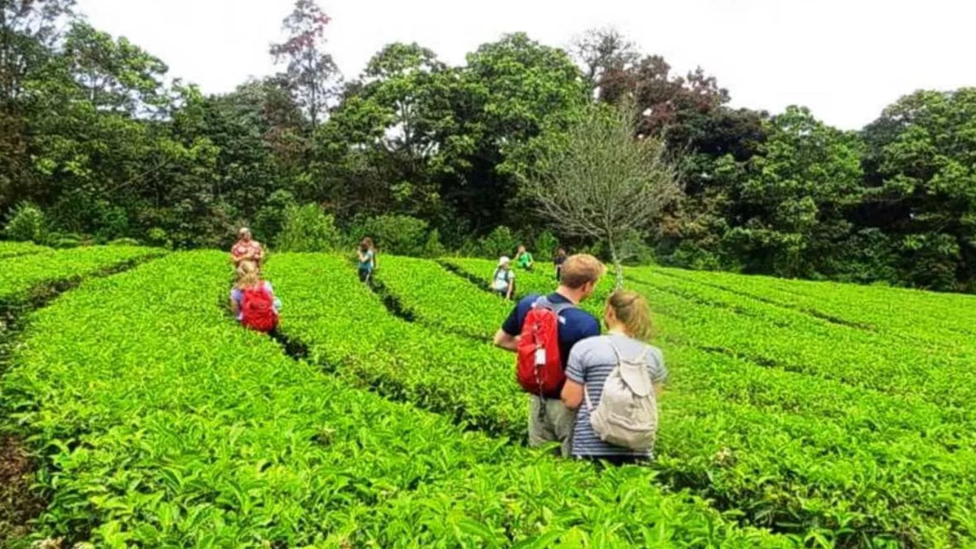 kerala-spice-plantations