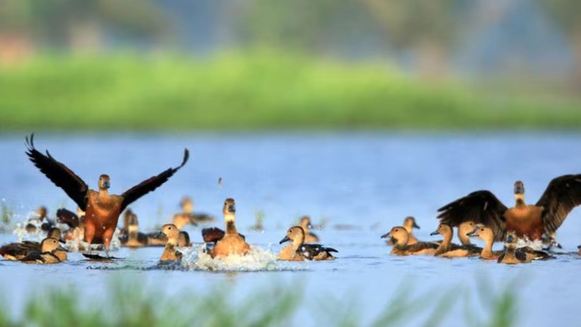 migratory-birds-alappuzha