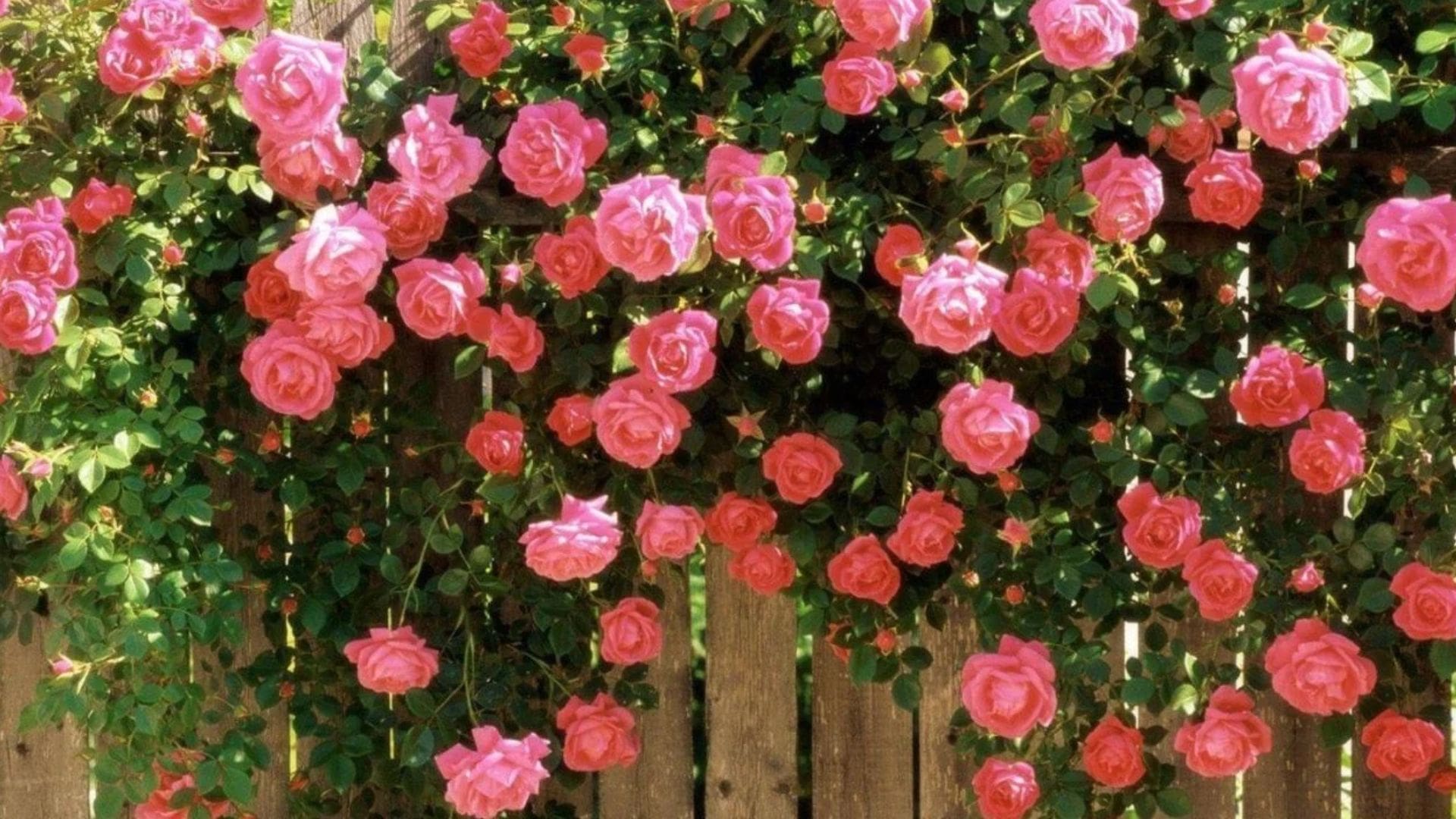 rose-fragrance-at-the-garden