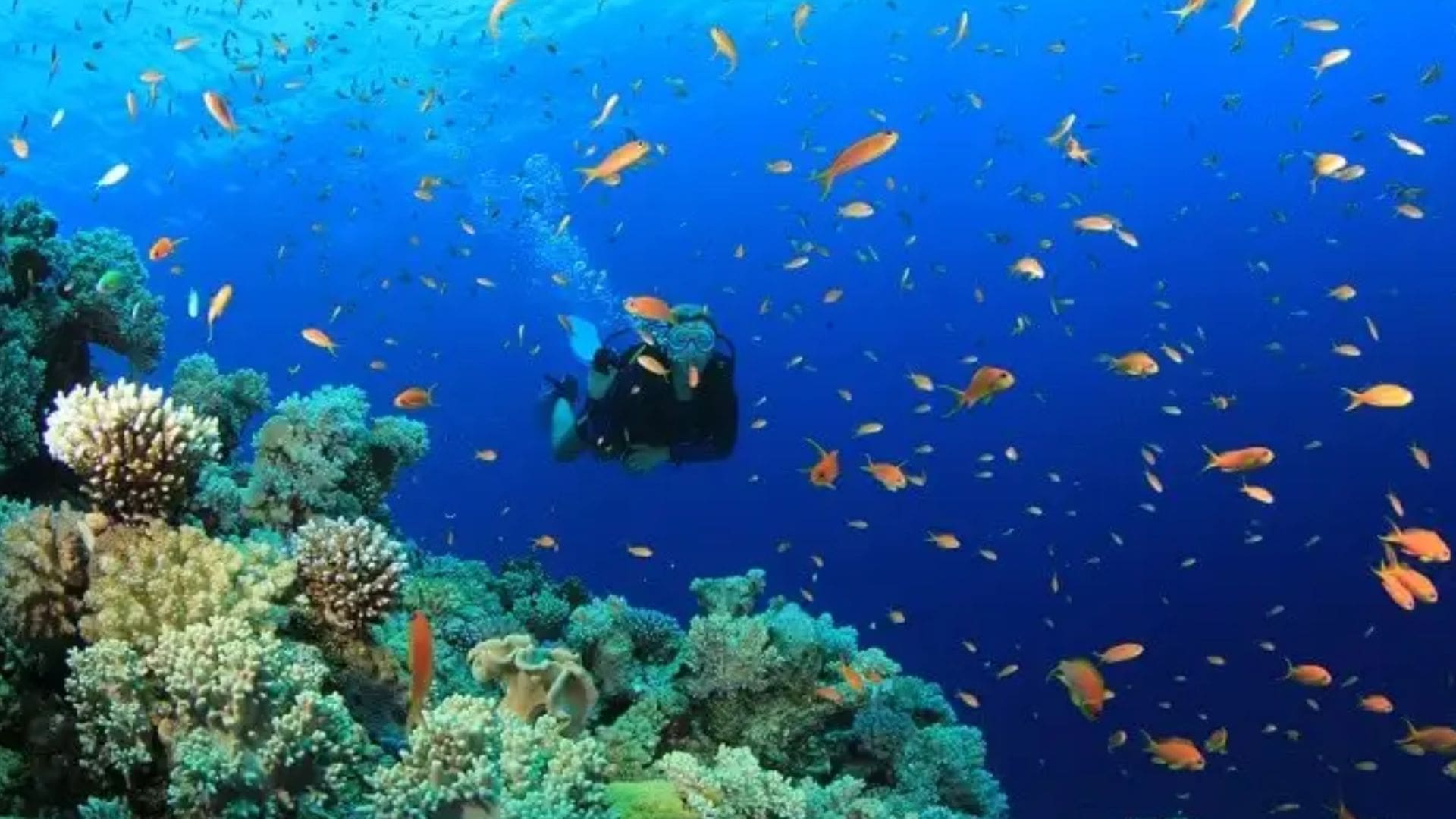 scuba-diving-varkala