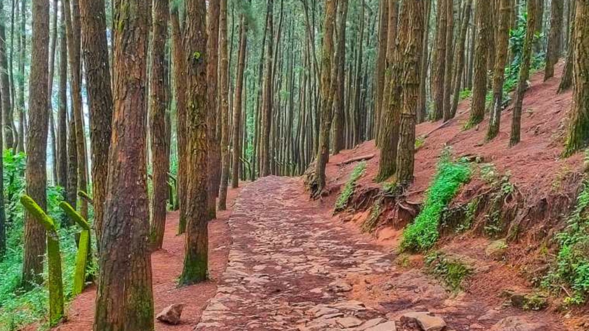 vagamon-pine-forest