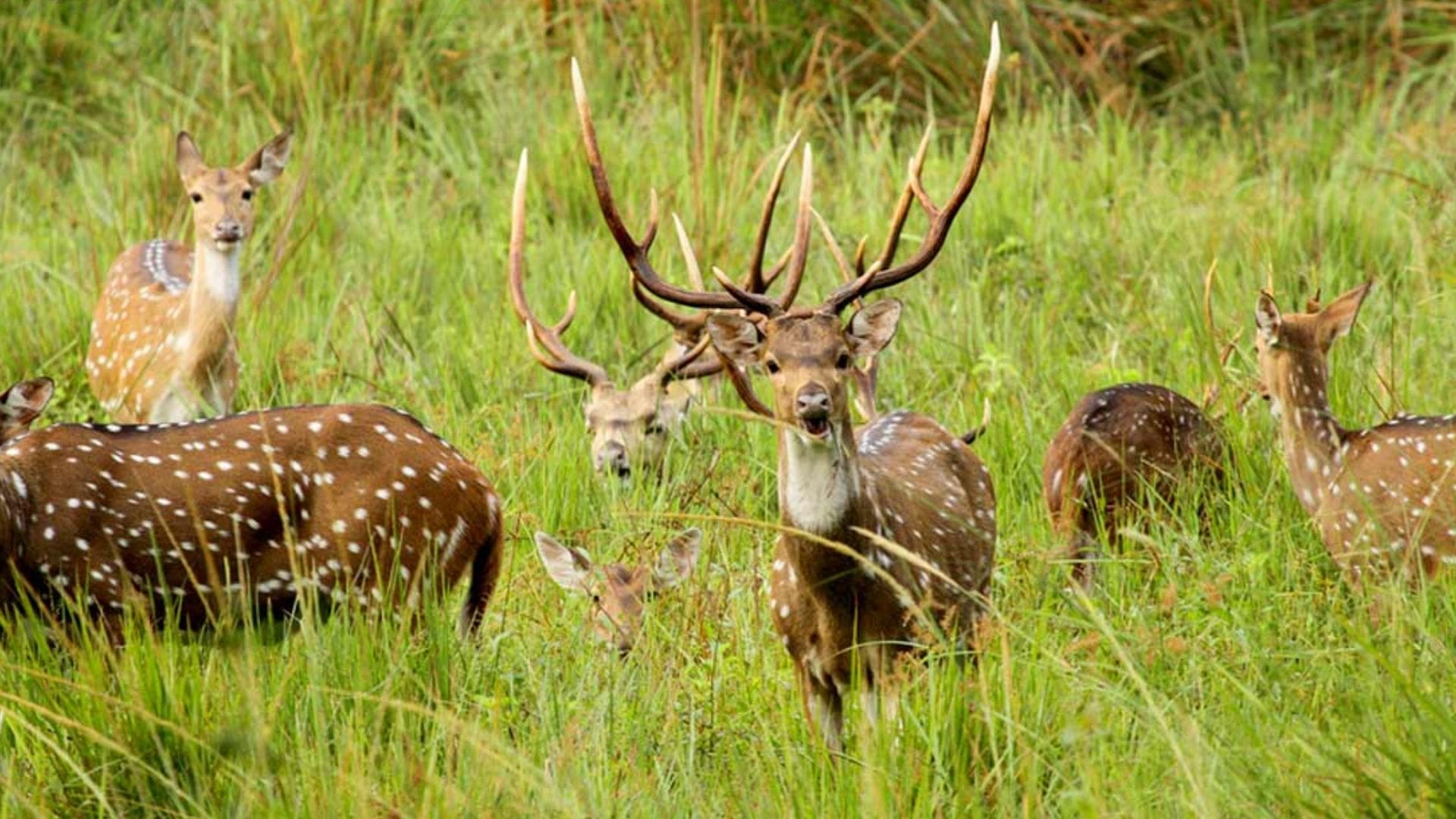 wayanad-wildlife-sanctuary