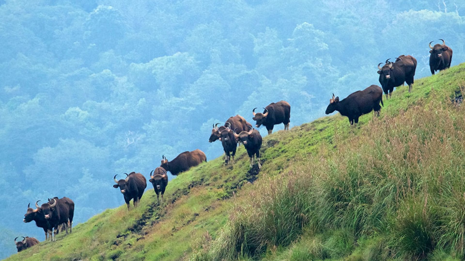 idukki-wildlife-sanctuary