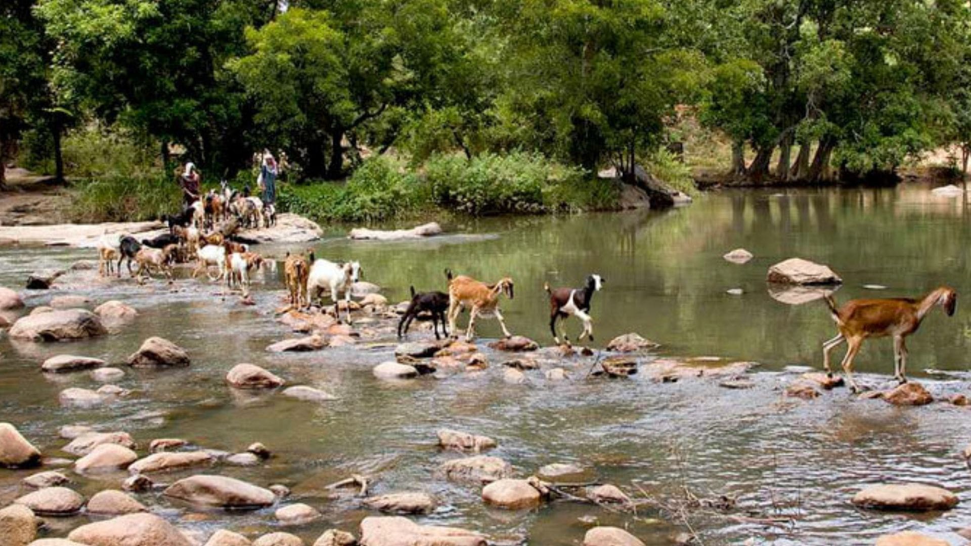 chinnar-wildlife-sanctuary-munnar