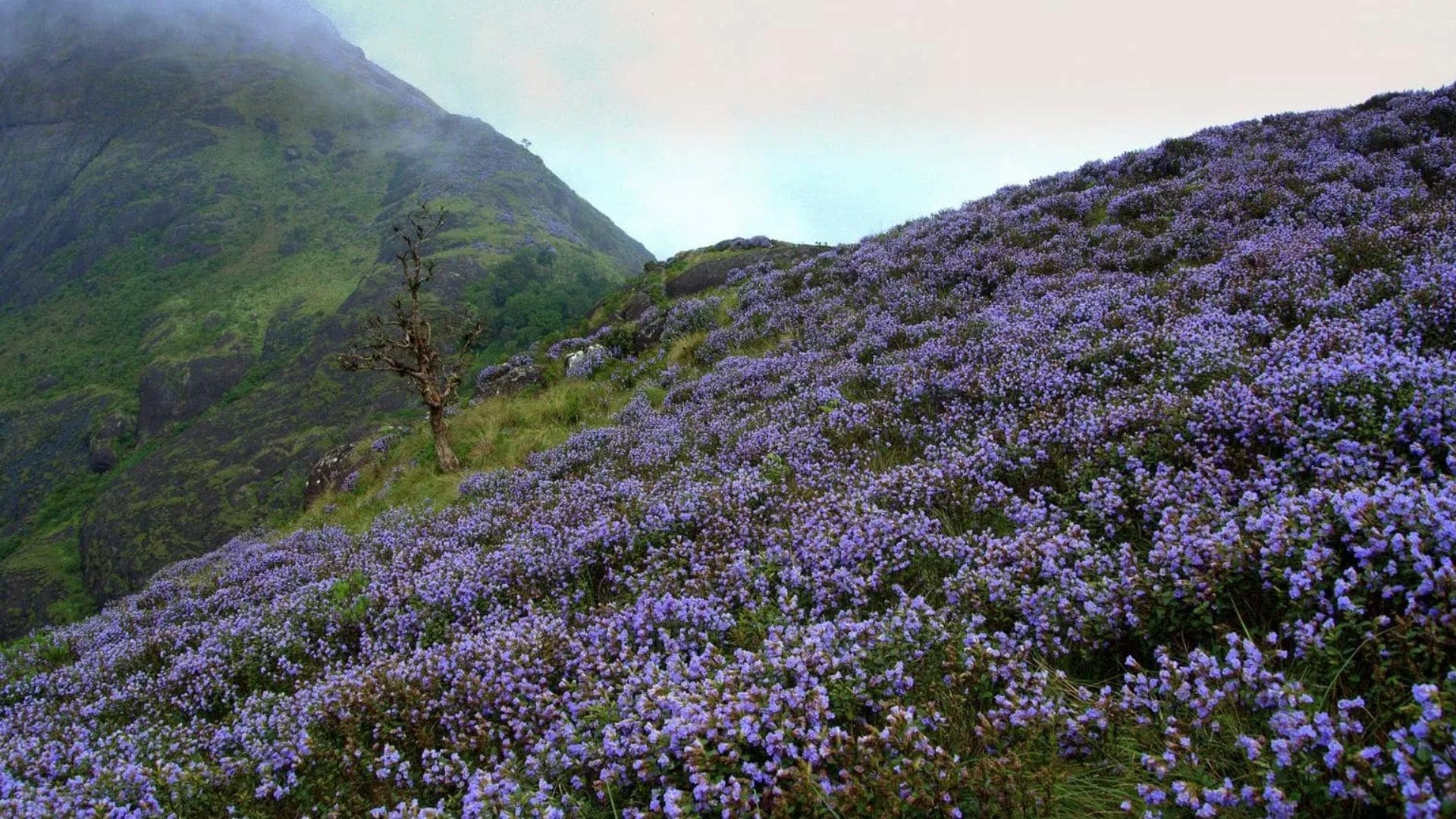 neelakurinjii-munnar-flora