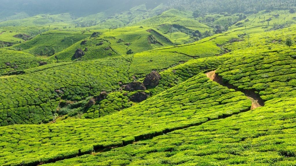 Tea plantations in Munnar in June during monsoon